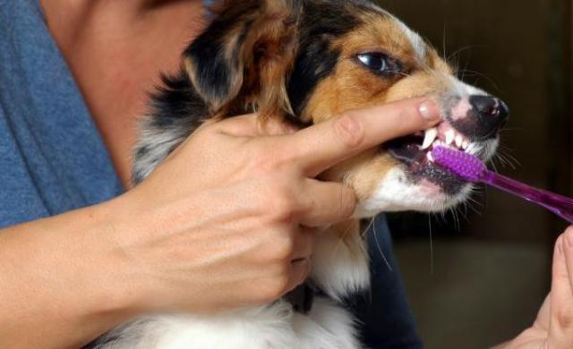 La parodontite nel cane