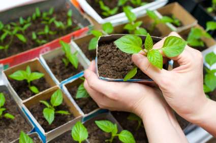 Regione Lazio, agricoltura: firmata ordinanza per spostamenti agricoltori hobbisti