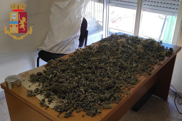 Genzano, coltivava piante di marijuana senza autorizzazione: arrestato