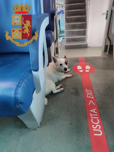 Zagarolo, cagnolino spaventato dai botti di Capodanno sale su un treno: salvato e riconsegnato al padrone