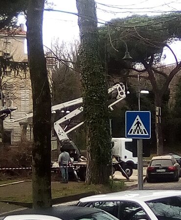 Genzano, pino pericolante tagliato all’Olmata