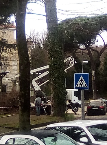 Genzano, pino pericolante tagliato all’Olmata