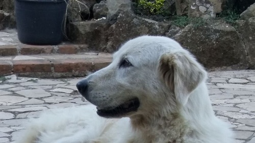 Velletri, richiesta di aiuto: “Smarrita la nostra cagnolina Sissi, aiutateci!”