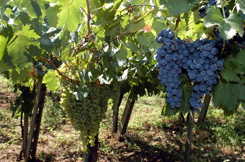 Frascati, Consorzio Tutela Denominazione Vini: obiettivo rilancio di immagine dei prodotti