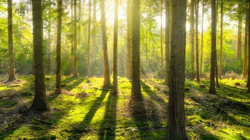 Lanuvio-Aprilia, regolamento messa a dimora di un albero per ogni bambino nato o adottato