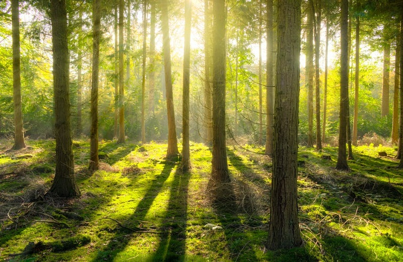 Lanuvio-Aprilia, regolamento messa a dimora di un albero per ogni bambino nato o adottato