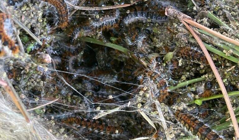 Genzano, firmata ordinanza di lotta obbligatoria contro la processionaria