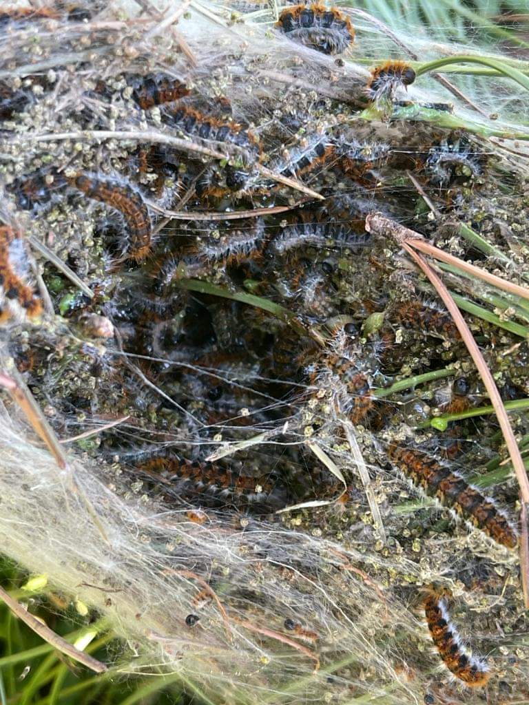 Genzano, firmata ordinanza di lotta obbligatoria contro la processionaria