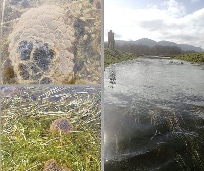 Parco Castelli Romani, conteggio ovature della rana agile nel pantano della Doganella (Rocca Priora)