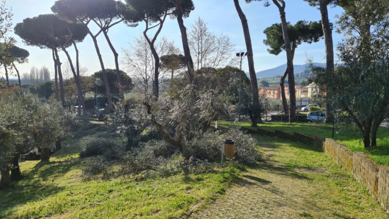 Colonna, Giuliani: “Parco degli Ulivi, urge potatura alberi”