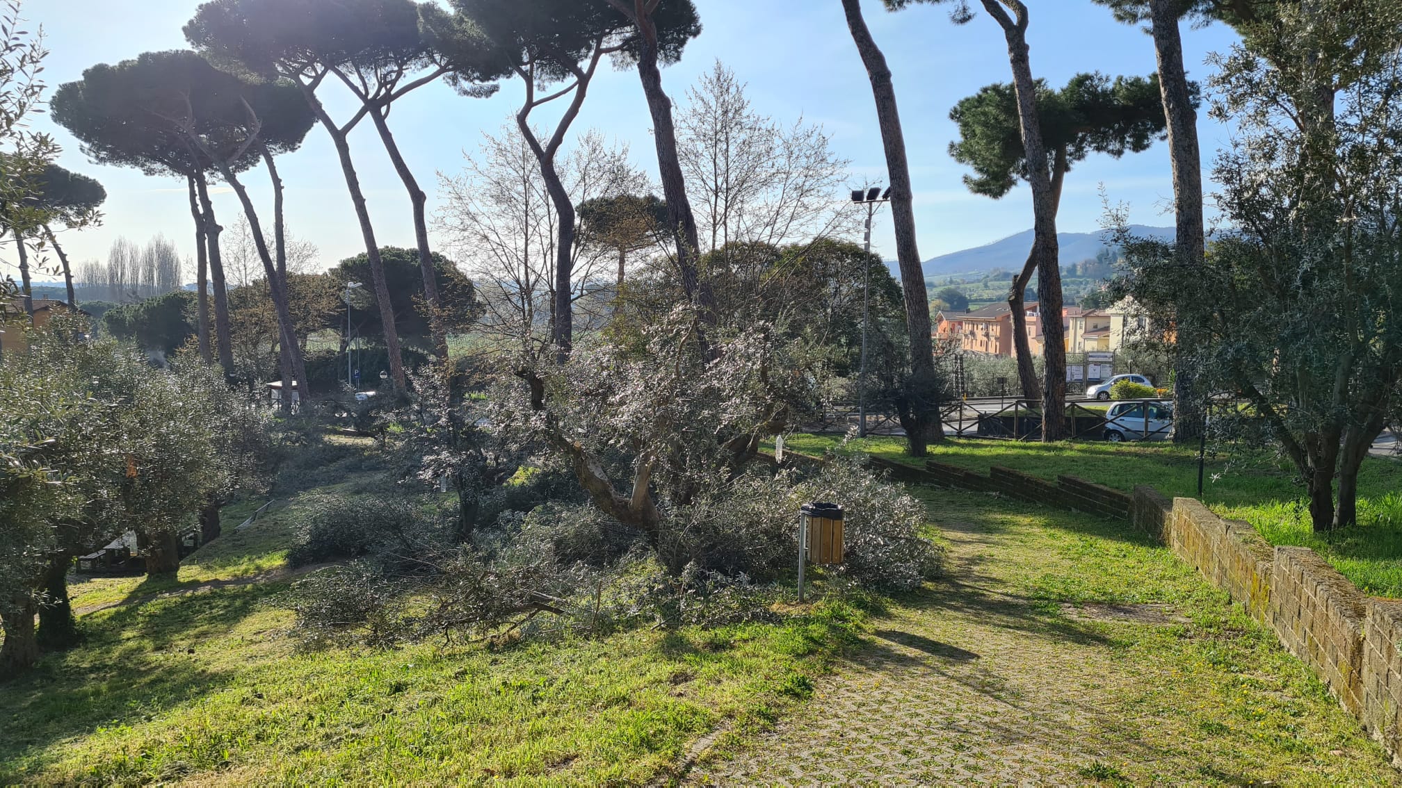 Colonna, Giuliani: “Parco degli Ulivi, urge potatura alberi”