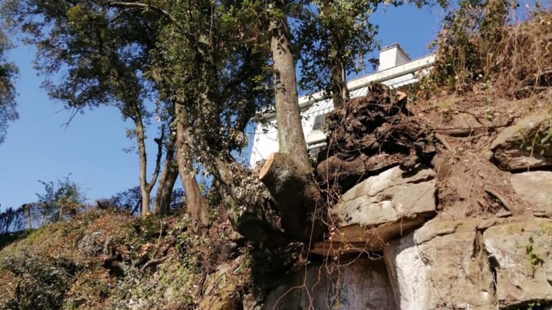 Lanuvio, taglio alberi in Via Giovanni Falcone per frane legati a eventi atmosferici