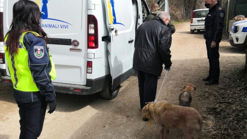 Rocca di Papa – cani abbandonati in Via Monte Pennolo, interviene Locale e Veterinario Asl Roma 6