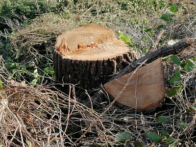 Bosco residuale Fosso di Lanuvio, continuano abbattimento e capitozzatura alberi autoctoni