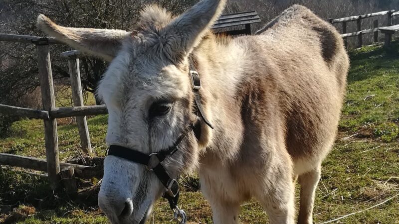 Monte Compatri – La Collina degli Asinelli piange la scomparsa di Ludovica