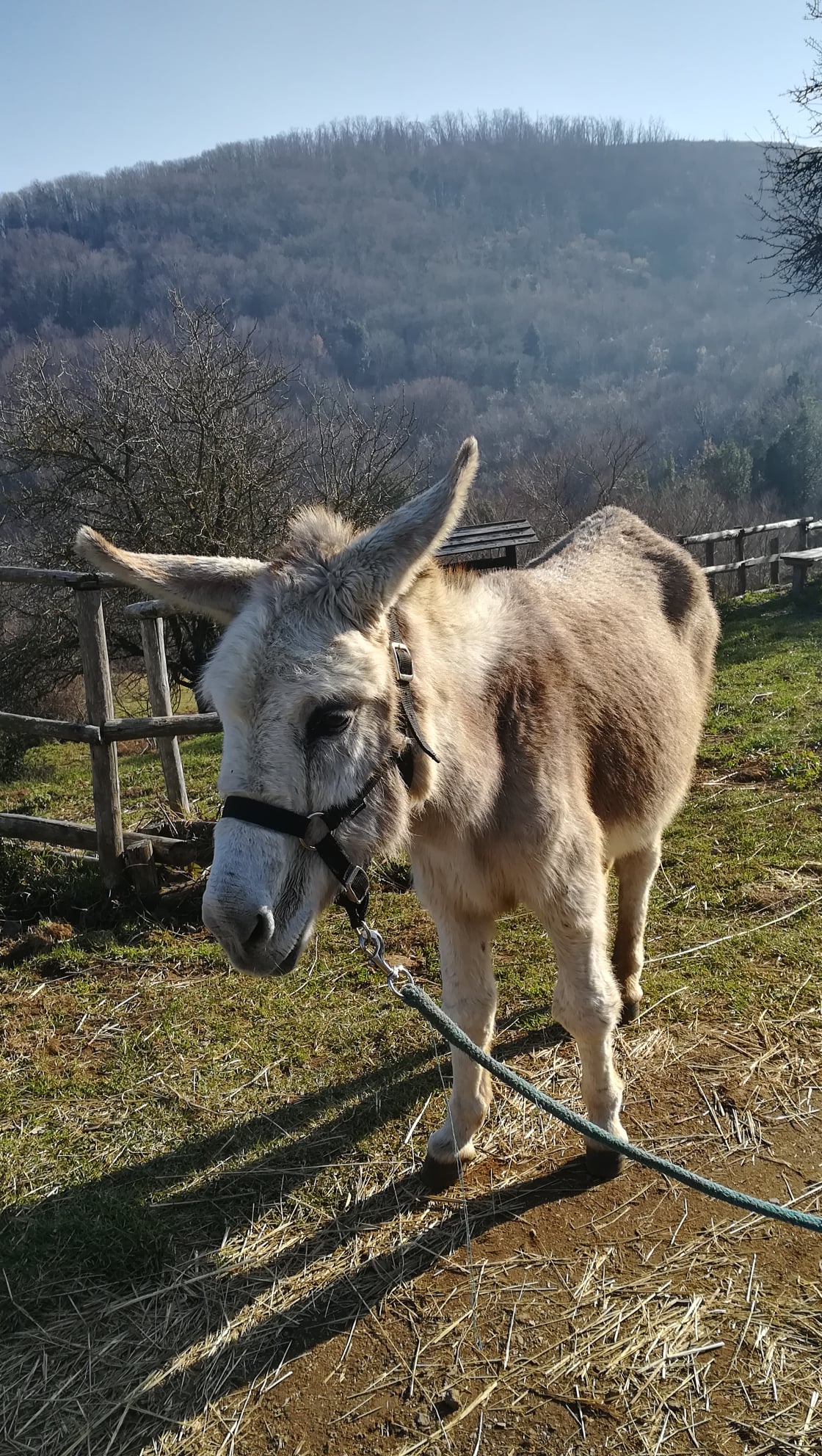 Monte Compatri – La Collina degli Asinelli piange la scomparsa di Ludovica