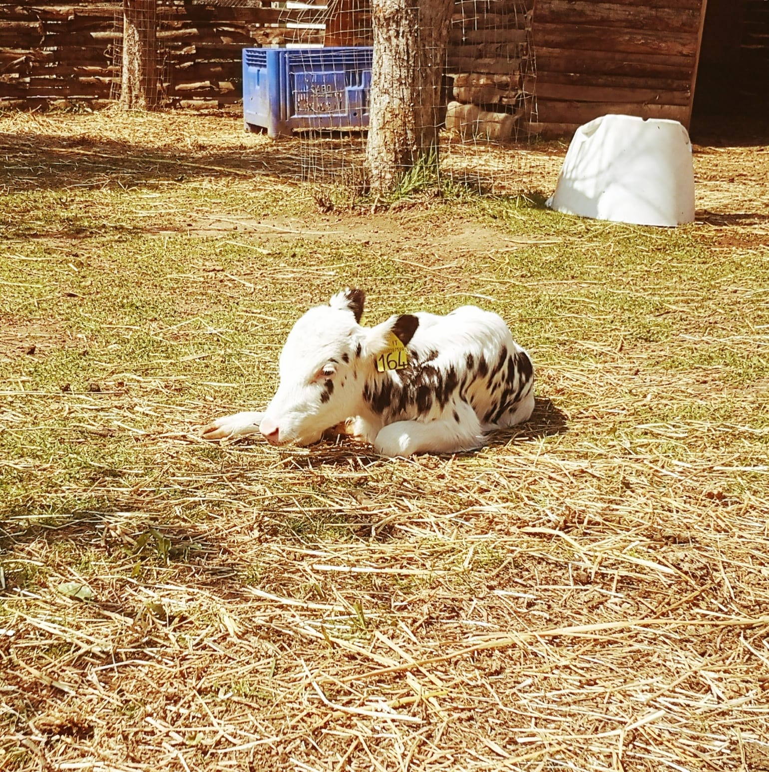 Genzano – All’Oasi Zampe Felici arriva “Mignon”, la mucca affetta da nanismo