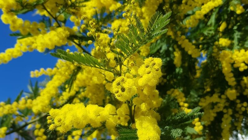 Velletri: Il giudice scrittore Carlo Luffarelli dedica la poesia “Mimosa in Fiore” a tutte le donne. In esclusiva su INFO