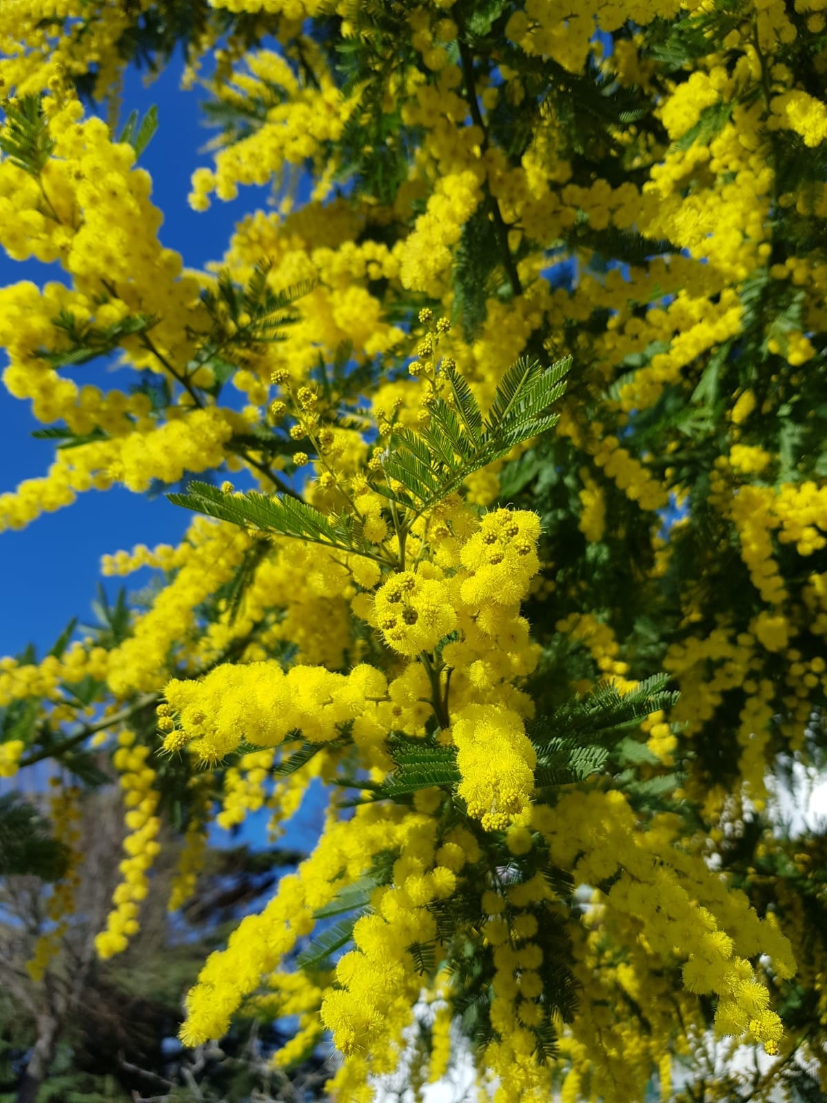 Velletri: Il giudice scrittore Carlo Luffarelli dedica la poesia “Mimosa in Fiore” a tutte le donne. In esclusiva su INFO