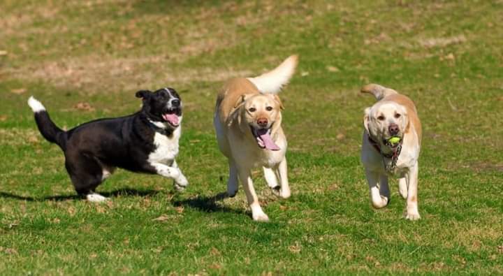 Ciampino, Boccali: “Presto, in tutto, 3 aree cani sul territorio”