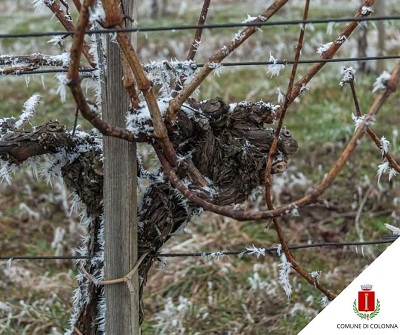 Maltempo, Lanuvio chiede calamità naturale per aziende agricole colpite dalle gelate di aprile