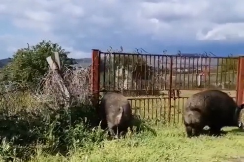 Rocca di Papa, avvistati due maiali neri in Via dei Colli (VIDEO)