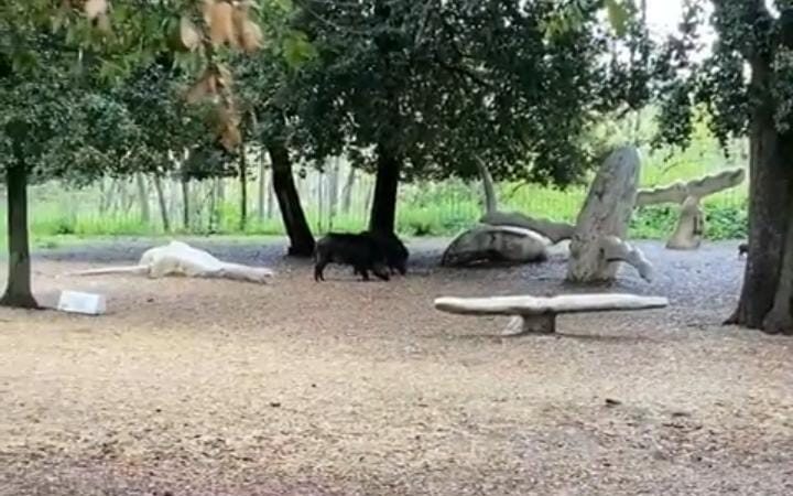 Frascati, cinghiali al parco di Villa Sciarra: intervengono le autorità