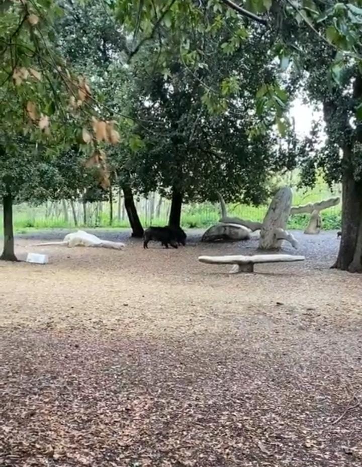 Frascati, cinghiali al parco di Villa Sciarra: intervengono le autorità