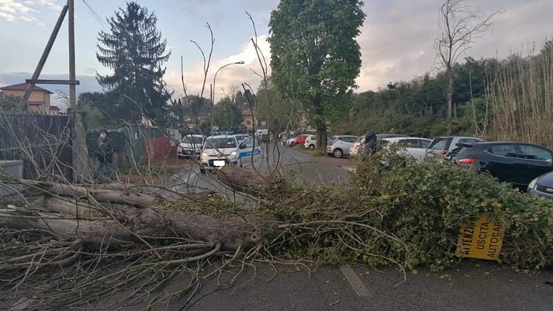 Zagarolo, cade albero su Viale della Stazione: strada chiusa