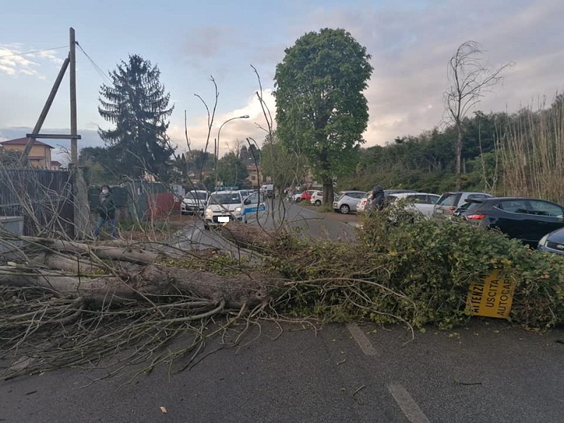 Zagarolo, cade albero su Viale della Stazione: strada chiusa