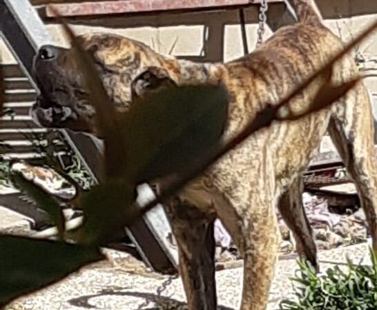 Marino, cane a catena non a norma: intervengono Guardie Zoofile