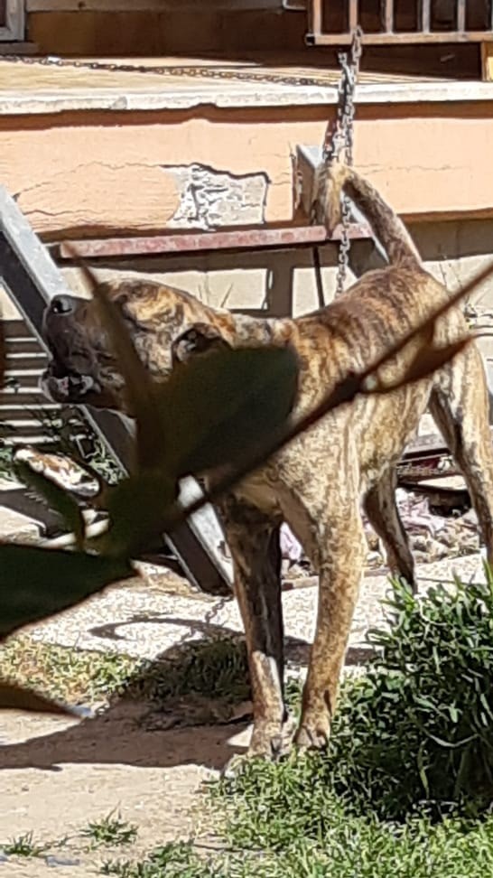 Marino, cane a catena non a norma: intervengono Guardie Zoofile