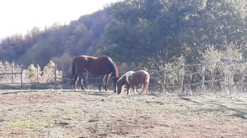 Frascati, Emanuela Olivieri pubblica il booktrailer del suo “Universo Equino”