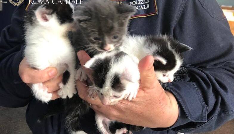 Torre Maura, la Polizia Locale mette in salvo 4 cuccioli di gatto