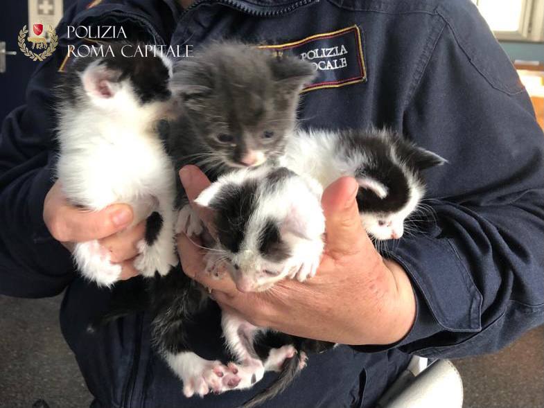 Torre Maura, la Polizia Locale mette in salvo 4 cuccioli di gatto