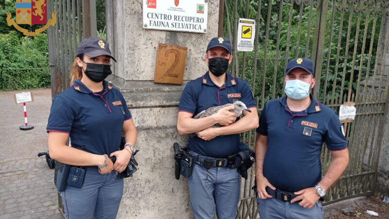 Roma, agenti della Questura salvano una gabbianella ferita