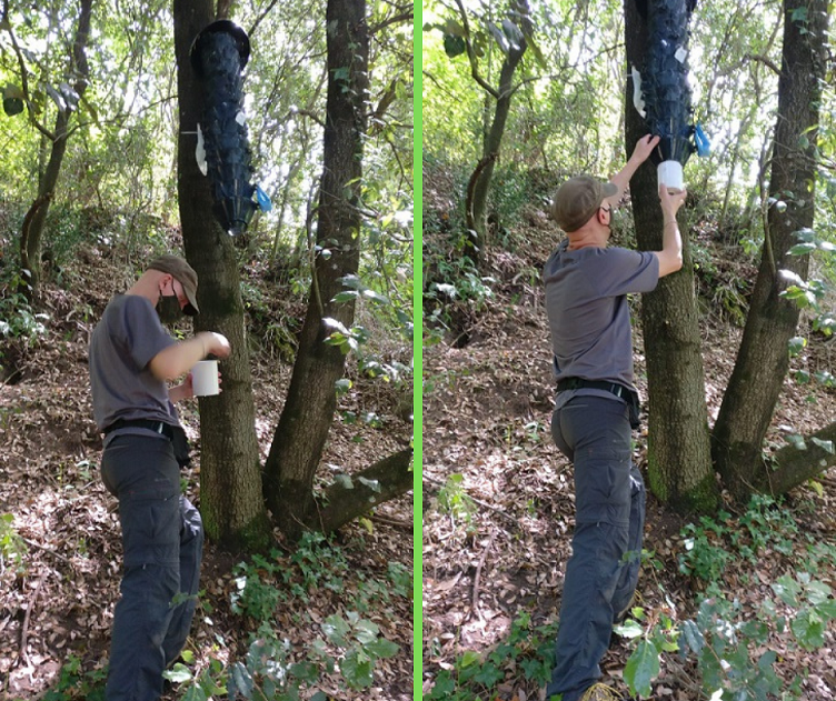 Insetti, in corso i monitoraggi nel Parco dei Castelli Romani