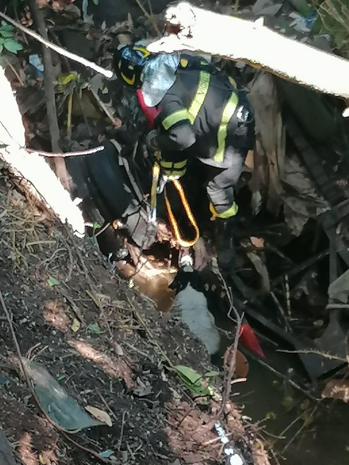 Velletri, i Vigili del Fuoco salvano un cane caduto in un fosso