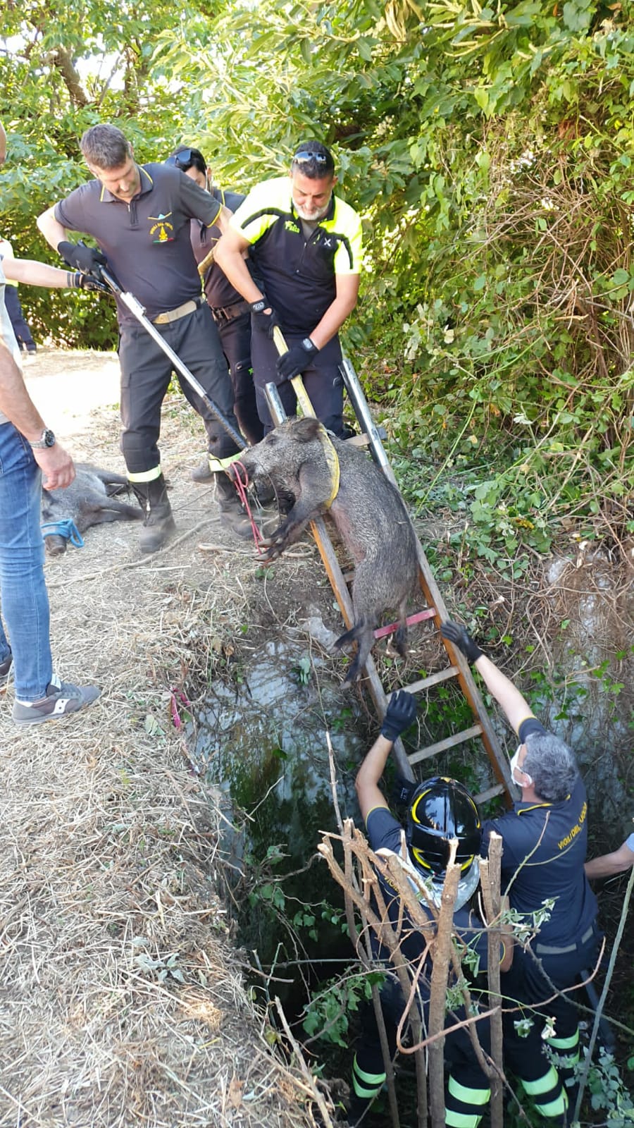 Rocca di papa, salvati due cinghiali caduti in una cisterna