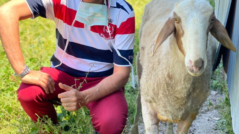 Pavona di Albano: Montone fugge dal gregge, catturato dal servizio veterinario della ASL. in via Cancelliera