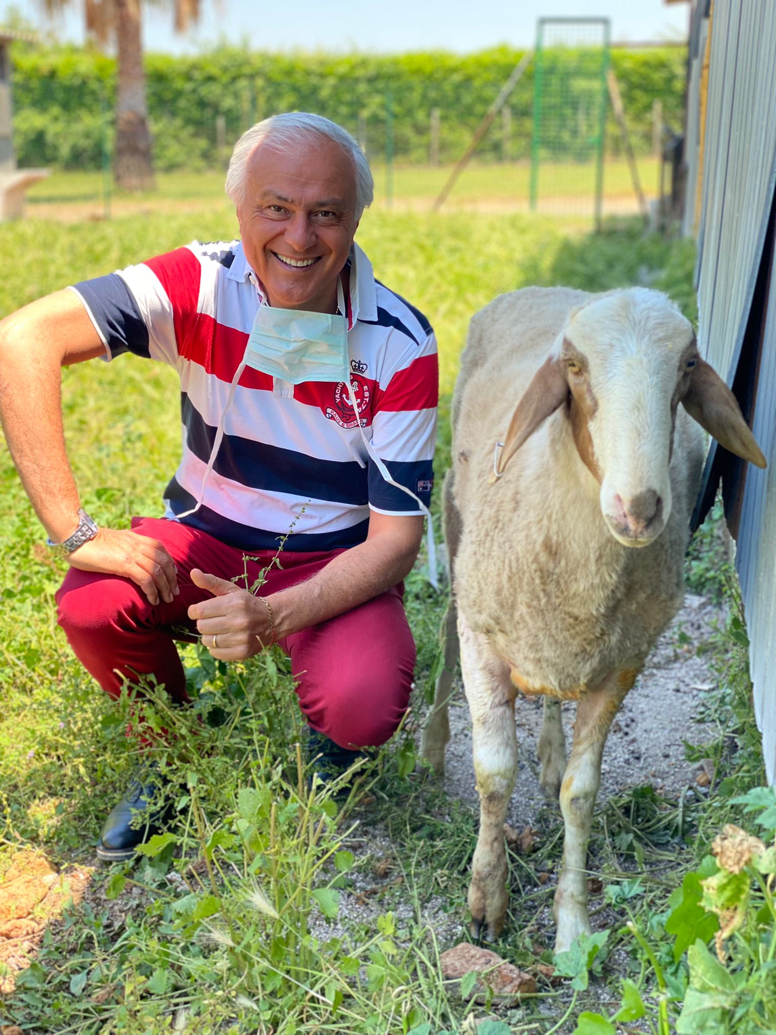 Pavona di Albano: Montone fugge dal gregge, catturato dal servizio veterinario della ASL. in via Cancelliera