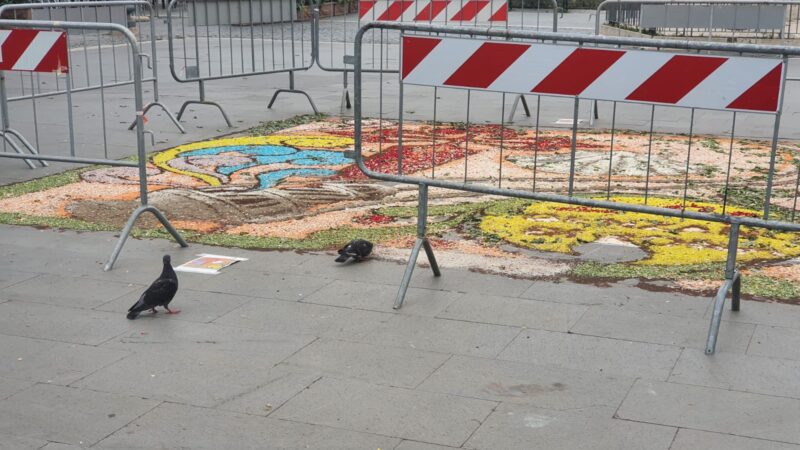 Genzano, i piccioni mangiano e danneggiano il quadro infiorato in piazza Frasconi, ma ancora è ben visibile