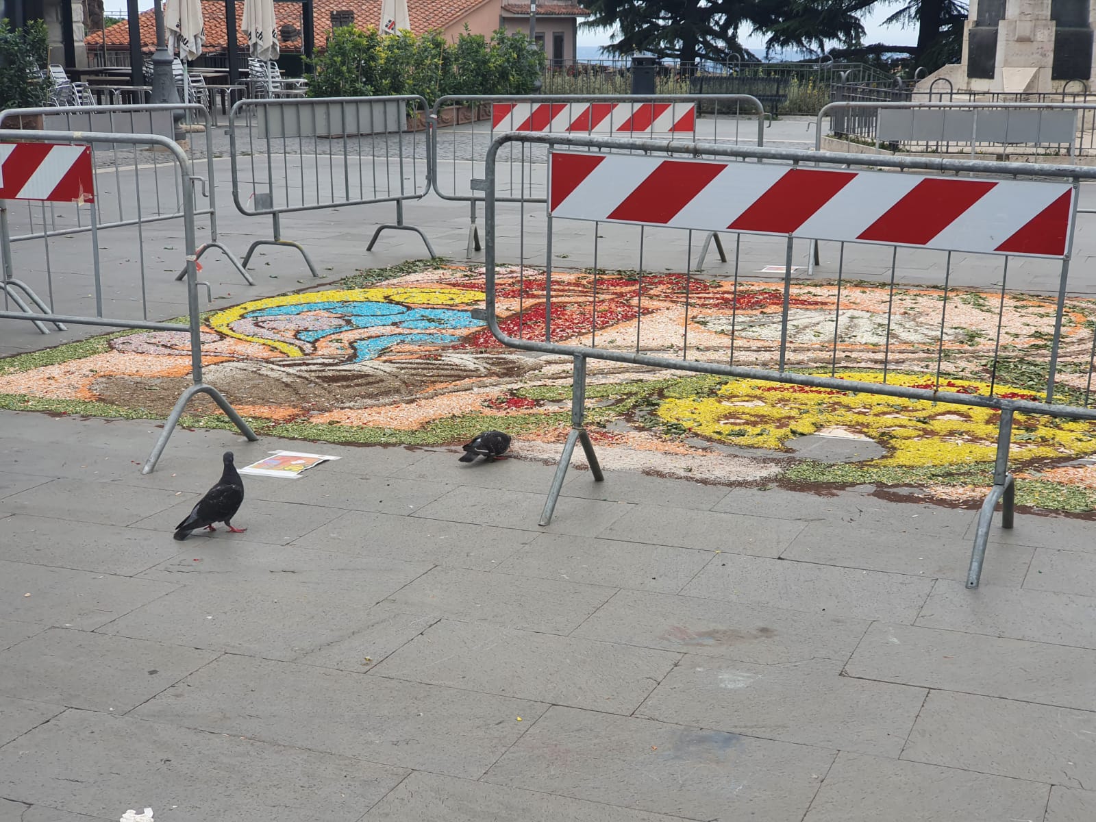 Genzano, i piccioni mangiano e danneggiano il quadro infiorato in piazza Frasconi, ma ancora è ben visibile