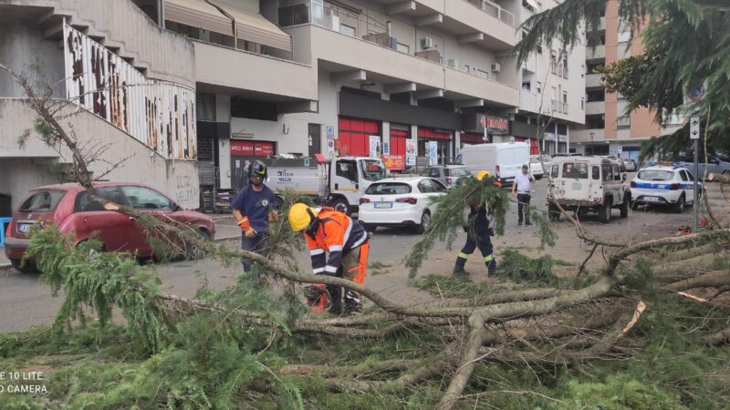 Velletri, cade un albero in via Lata a causa del maltempo (aggiornamento)