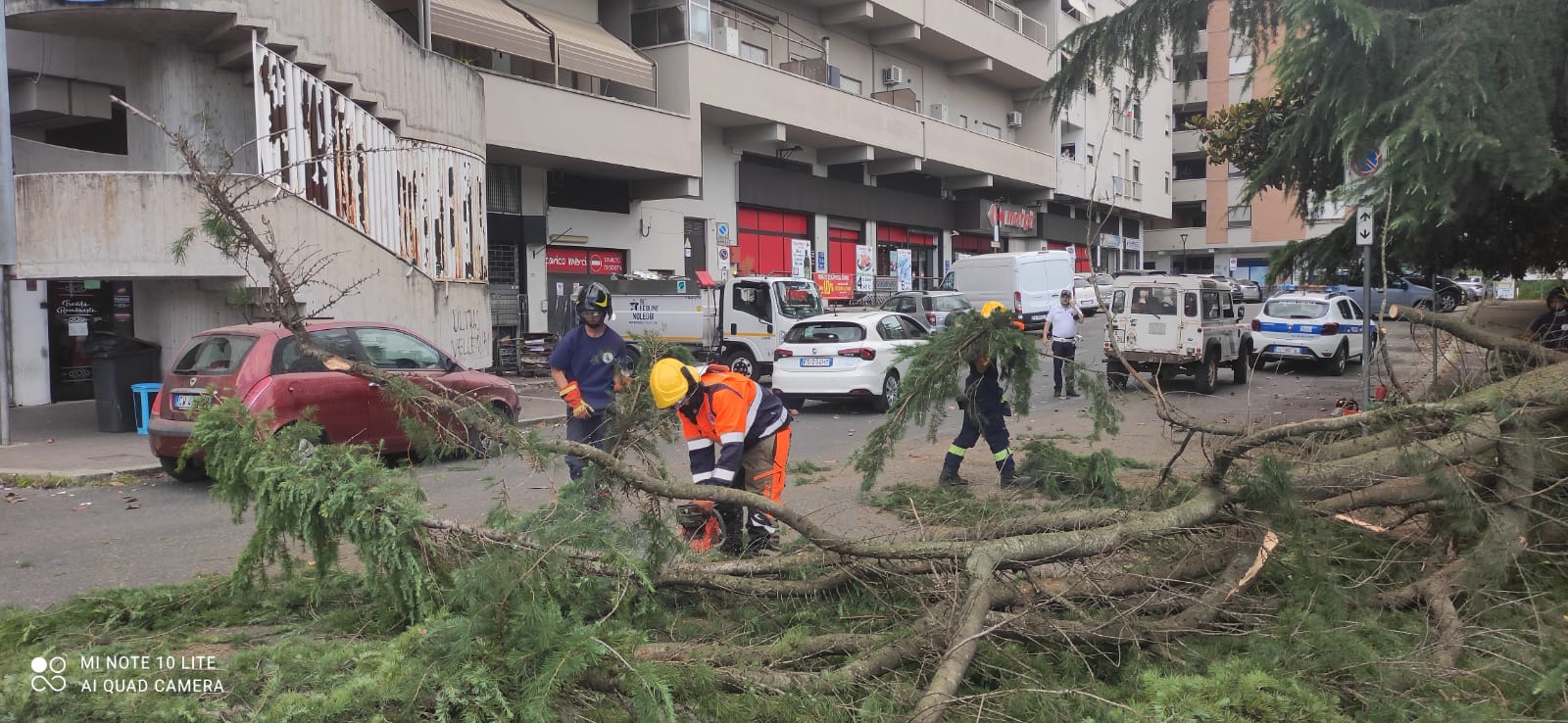 Velletri, cade un albero in via Lata a causa del maltempo (aggiornamento)