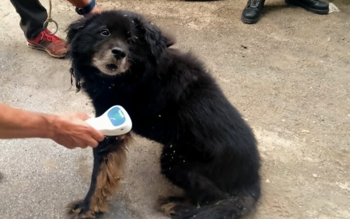 Marino, salvato un cane grazie all’operazione “Ciotola vuota”