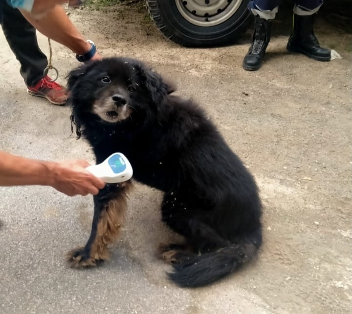 Marino, salvato un cane grazie all’operazione “Ciotola vuota”