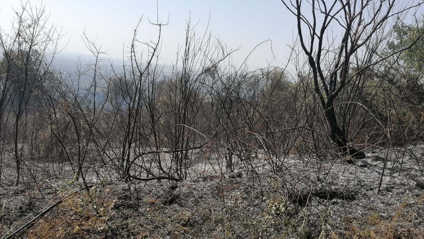 Velletri, incendio devasta collina del Monte Artemisio, versante Via dei Laghi