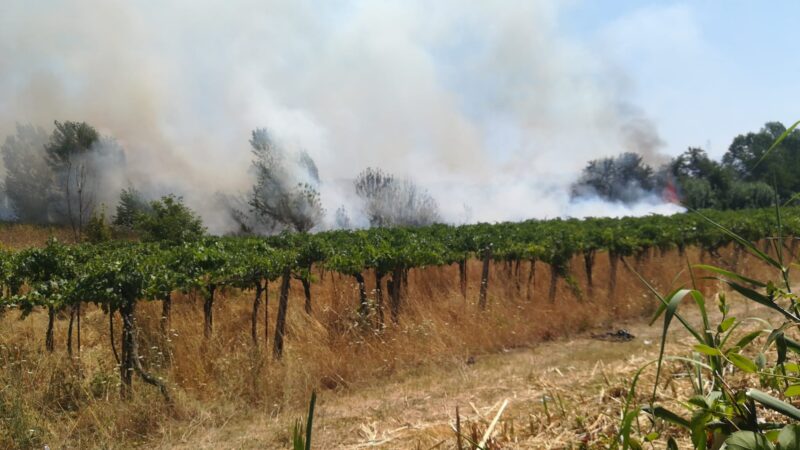 Grottaferrata, incendio doloso a ridosso di via Anagnina