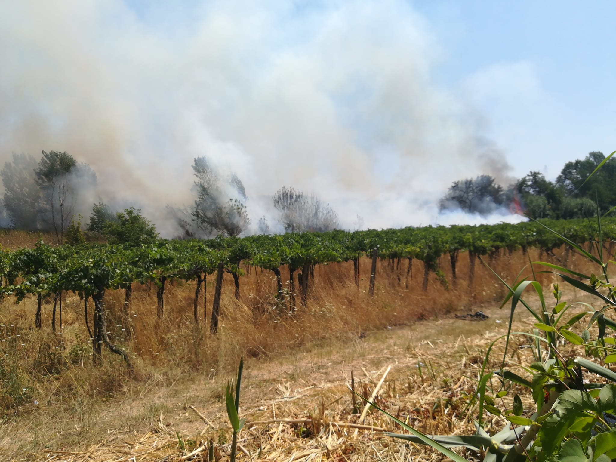 Grottaferrata, incendio doloso a ridosso di via Anagnina